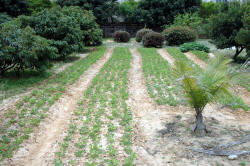 VIP Garden