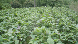 New Teak Crop